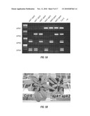 METHODS FOR PRODUCING PLANTS WITH ALTERED LEVELS OF SULPHATED SECONDARY METABOLITES diagram and image