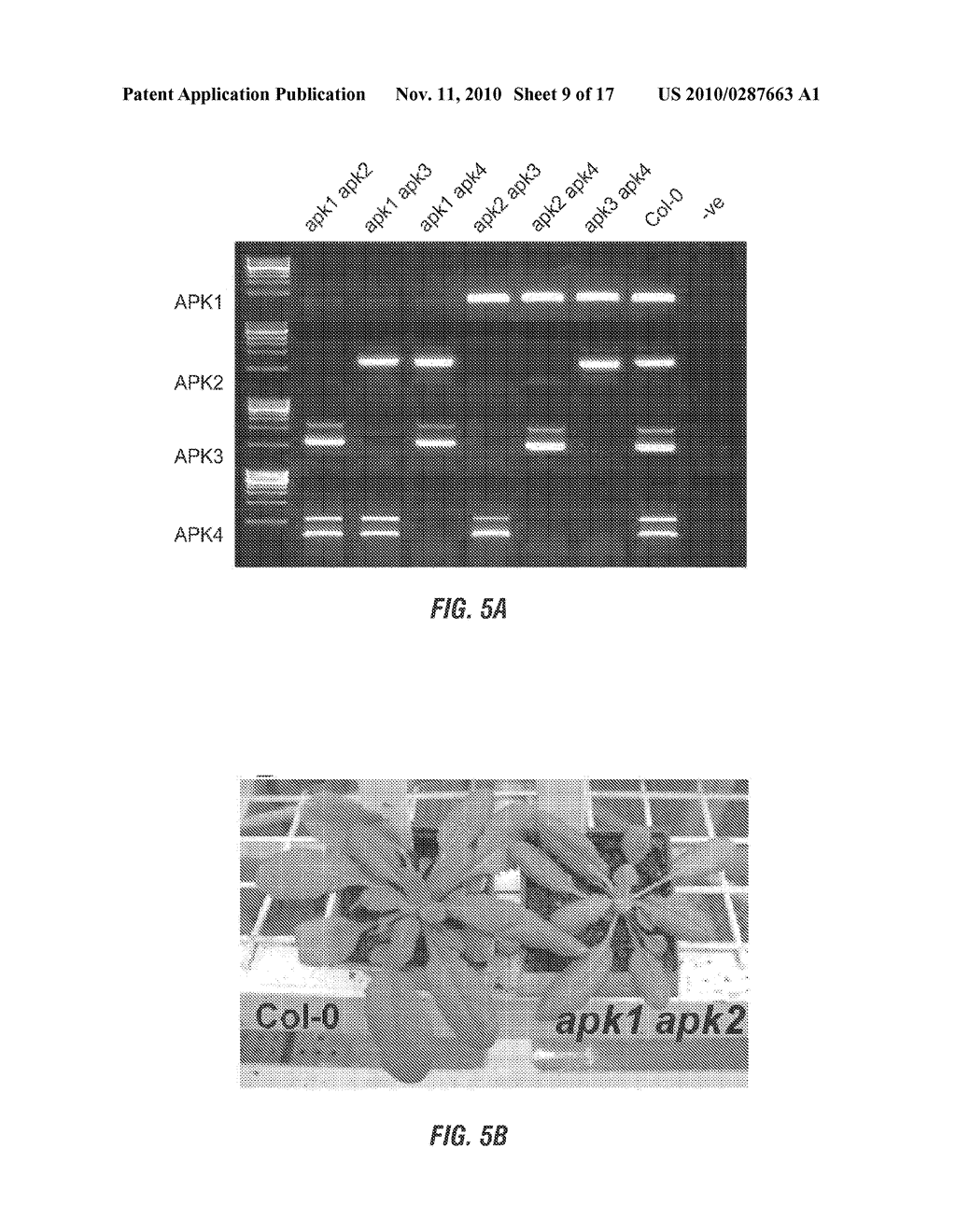 METHODS FOR PRODUCING PLANTS WITH ALTERED LEVELS OF SULPHATED SECONDARY METABOLITES - diagram, schematic, and image 10