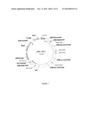 PROTEIN EXPRESSION SYSTEM diagram and image