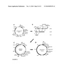 PROTEIN EXPRESSION SYSTEM diagram and image