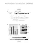 PROTEIN EXPRESSION SYSTEM diagram and image