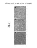 SYSTEM AND METHOD FOR CHARACTERIZING MEMBRANES AND MEMBRANE FILTRATION DEVICES diagram and image