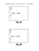 ANTI-MRP3 ANTIBODIES AND METHODS OF USE diagram and image