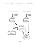 MACROMOLECULAR COMPOSITIONS THAT CROSS THE BLOOD-BRAIN BARRIER AND METHODS OF USE THEREOF diagram and image