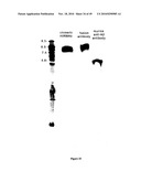 MACROMOLECULAR COMPOSITIONS THAT CROSS THE BLOOD-BRAIN BARRIER AND METHODS OF USE THEREOF diagram and image