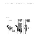 NOVEL [F-18]-LABELLED L-GLUTAMIC ACID AND L-GLUTAMINE DERIVATIVES (I), THEIR USE AND PROCESSES FOR THEIR PREPARATION diagram and image