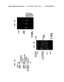 METHODS AND COMPOSITIONS BASED ON CULTURING MICROORGANISMS IN LOW SEDIMENTAL FLUID SHEAR CONDITIONS diagram and image