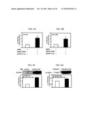 COMPOSITIONS AND METHODS FOR MODULATING VASCULAR ENDOTHELIAL GROWTH FACTOR C (VEGF-C) EXPRESSION diagram and image