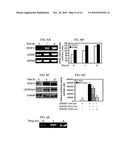 COMPOSITIONS AND METHODS FOR MODULATING VASCULAR ENDOTHELIAL GROWTH FACTOR C (VEGF-C) EXPRESSION diagram and image