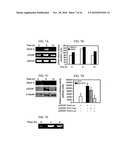 COMPOSITIONS AND METHODS FOR MODULATING VASCULAR ENDOTHELIAL GROWTH FACTOR C (VEGF-C) EXPRESSION diagram and image