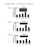 COMPOSITIONS AND METHODS FOR MODULATING VASCULAR ENDOTHELIAL GROWTH FACTOR C (VEGF-C) EXPRESSION diagram and image