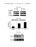 COMPOSITIONS AND METHODS FOR MODULATING VASCULAR ENDOTHELIAL GROWTH FACTOR C (VEGF-C) EXPRESSION diagram and image