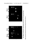 MULTIPOTENT STEM CELLS AND USES THEREOF diagram and image