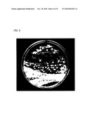 Novel Microorganism Having Gastric-Juice Promoting Activity, and Its Secretory Product diagram and image