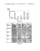 PROTEASE INHIBITION diagram and image