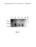 Compositions for Protein Delivery and Methods of Use Thereof diagram and image