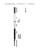 Heterodimeric Follicle Stimulating Hormone-Fc (FSH-Fc) Fusion Proteins for the Treatment of Infertility diagram and image