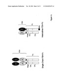 Heterodimeric Follicle Stimulating Hormone-Fc (FSH-Fc) Fusion Proteins for the Treatment of Infertility diagram and image