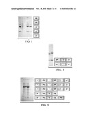 ANTIGEN PRESENTING CELL TARGETED ANTI-VIRAL VACCINES diagram and image