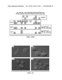 ANTIGEN PRESENTING CELL TARGETED ANTI-VIRAL VACCINES diagram and image