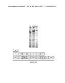 ANTIGEN PRESENTING CELL TARGETED ANTI-VIRAL VACCINES diagram and image