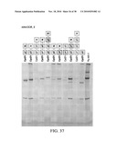 ANTIGEN PRESENTING CELL TARGETED ANTI-VIRAL VACCINES diagram and image