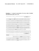ANTIBODIES TO OX-2/CD200 AND USES THEREOF IN INHIBITING IMMUNE RESPONSES diagram and image
