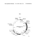 USE OF ESTROGEN AND ANDROGEN BINDING PROTEINS IN METHODS AND COMPOSITIONS FOR TREATING GYNAECOLOGICAL CANCERS diagram and image