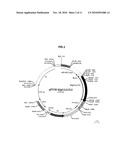 USE OF ESTROGEN AND ANDROGEN BINDING PROTEINS IN METHODS AND COMPOSITIONS FOR TREATING GYNAECOLOGICAL CANCERS diagram and image