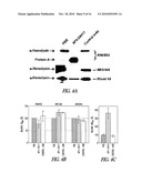 ANTIBODY-MEDIATED DISRUPTION OF QUORUM SENSING IN BACTERIA diagram and image