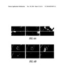 ANTIBODY-MEDIATED DISRUPTION OF QUORUM SENSING IN BACTERIA diagram and image