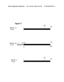 NUCLEIC ACID ENCODING 238P1B2 USEFUL IN DETECTING CANCER diagram and image