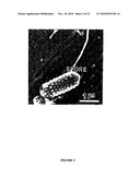 Compositions And Methods For Screening And Using Compounds Antagonizing Spore-Surface Interactions diagram and image