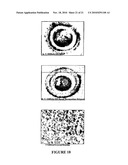 Compositions And Methods For Screening And Using Compounds Antagonizing Spore-Surface Interactions diagram and image