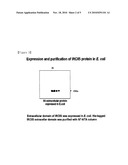 NEW ANTI-IRC85 MONOCLONAL ANTIBODY; AND COMPOSITION COMPRISING THE SAME FOR PREVENTING AND TREATING TUBERCULOSIS OR ENTERITIS DISEASE; AND THE USE THEREOF diagram and image