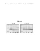 POLYPEPTIDES, ANTIBODY VARIABLE DOMAINS AND ANTAGONISTS diagram and image