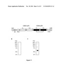 Recombinant, Single-Chain, Trivalent Tri-Specific or Bi-Specific Antibody Derivatives diagram and image