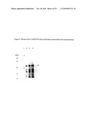 Tumour-Specific Animal Proteins diagram and image