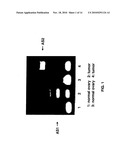 Extracellular serine protease diagram and image