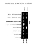 Extracellular serine protease diagram and image