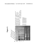 PROTEIN SHOWING ENHANCED EXPRESSION IN CANCER CELLS diagram and image