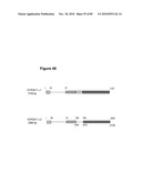 PROTEIN SHOWING ENHANCED EXPRESSION IN CANCER CELLS diagram and image