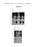 PROTEIN SHOWING ENHANCED EXPRESSION IN CANCER CELLS diagram and image