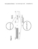 Norovirus and sapovirus antigens diagram and image