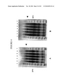 TRUNCATED HEPATITIS C VIRUS NS5 DOMAIN AND FUSION PROTEINS COMPRISING SAME diagram and image