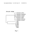 Species of fungi and their use in pest and disease control diagram and image