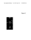 ANTIBIOTIC RESISTANCE FREE LISTERIA STRAINS AND METHODS FOR CONSTRUCTING AND USING SAME diagram and image