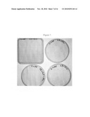 ANTIBIOTIC RESISTANCE FREE LISTERIA STRAINS AND METHODS FOR CONSTRUCTING AND USING SAME diagram and image