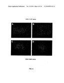 Bacterial Artificial Chromosome Containing Feline Herpes Virus Type 1 Genome and Uses Thereof diagram and image
