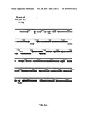 Bacterial Artificial Chromosome Containing Feline Herpes Virus Type 1 Genome and Uses Thereof diagram and image